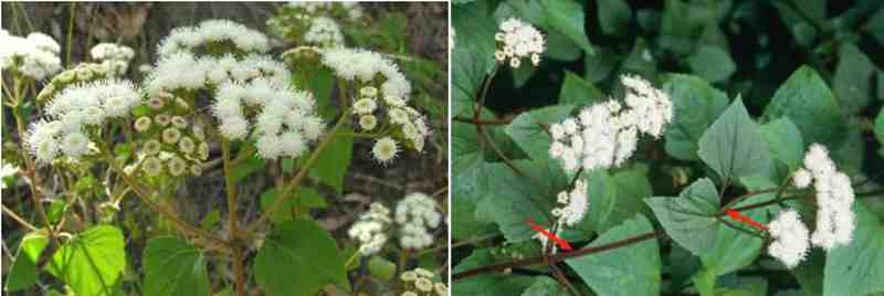 “植物头号杀手”紫茎泽兰强势入侵