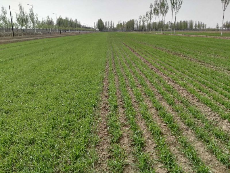 绿色又高效!小麦原来可以这么种 绿色又高效!小麦原来可以这么种