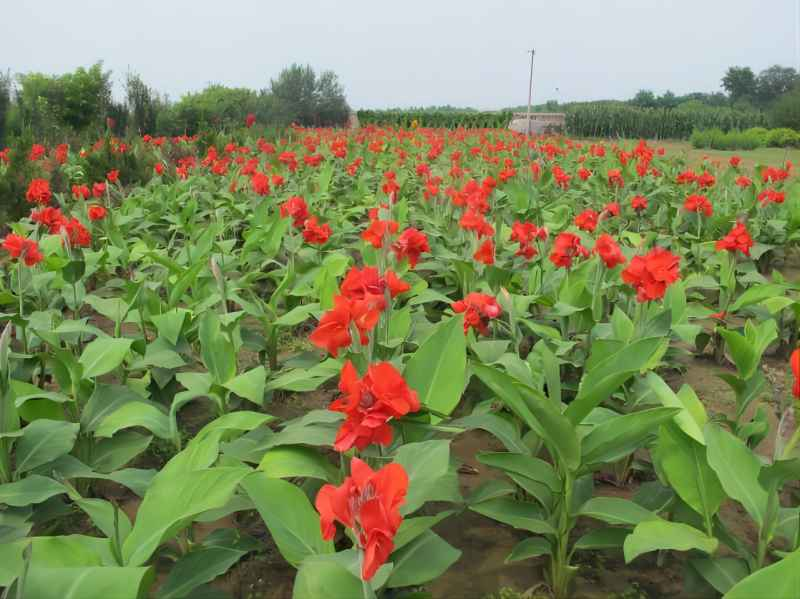 以“美人”命名!揭秘从热带移民,“可文可武”的美人蕉