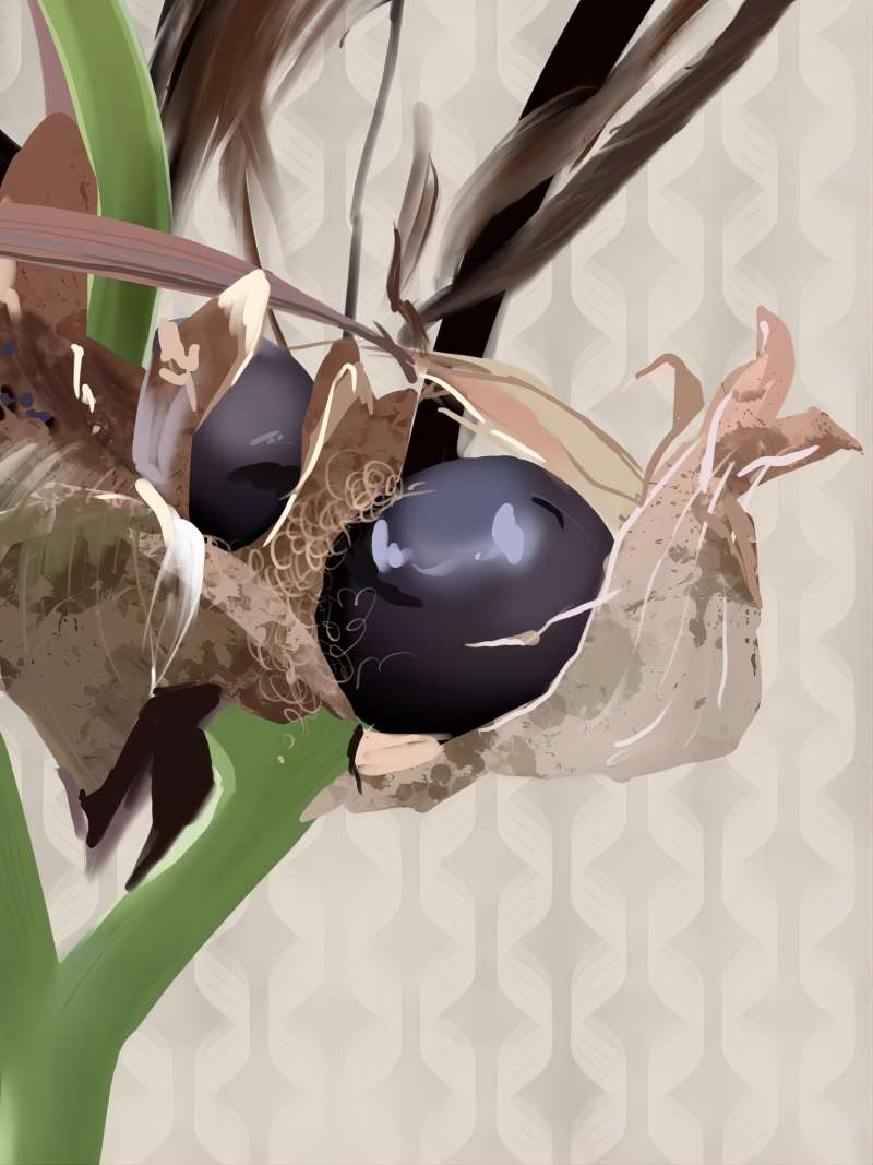 以“美人”命名!揭秘从热带移民,“可文可武”的美人蕉