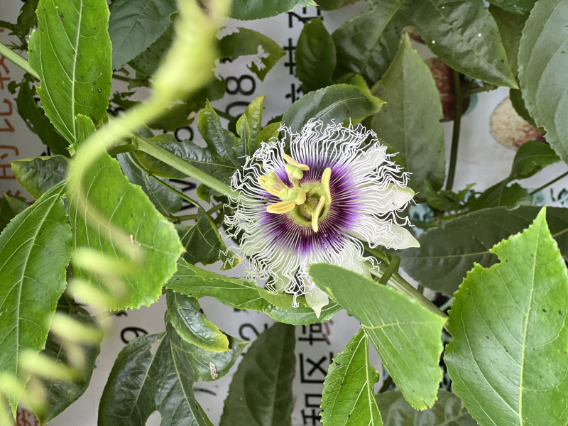 【热作科普】“香料之王”百香果 真的拥有百种香味吗? 【热作科普】“香料之王”百香果 真的拥有百种香味吗?