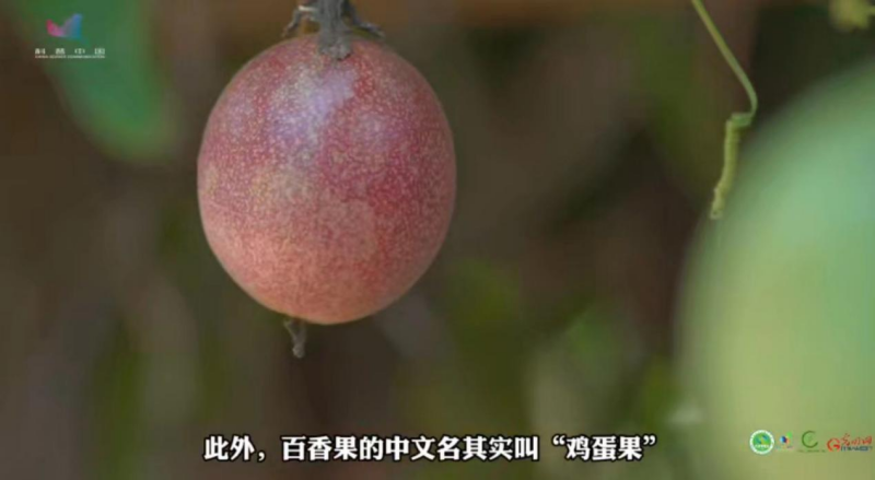 【热作科普】“香料之王”百香果 真的拥有百种香味吗? 【热作科普】“香料之王”百香果 真的拥有百种香味吗?