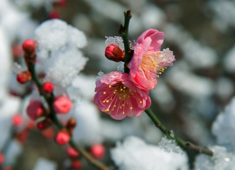 春日信使：梅花的前世今生