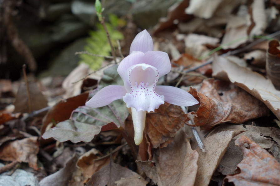 [白水江]独花兰