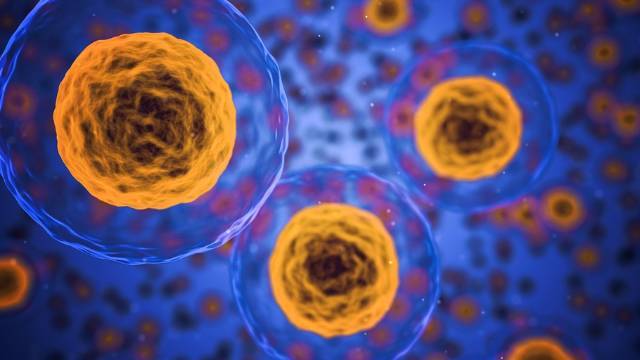 多国科学家们终于发现了神秘的免疫细胞B-1在子宫内存在的证据