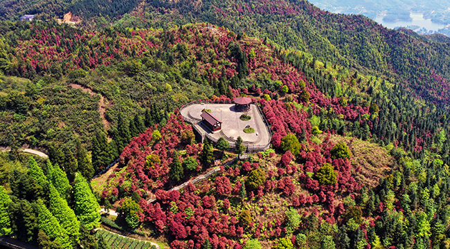 【飞“阅”中国】石楠尽染山岗 茶山竹海红了