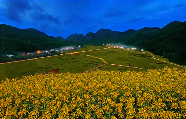 鹿苑黄茶园夜景