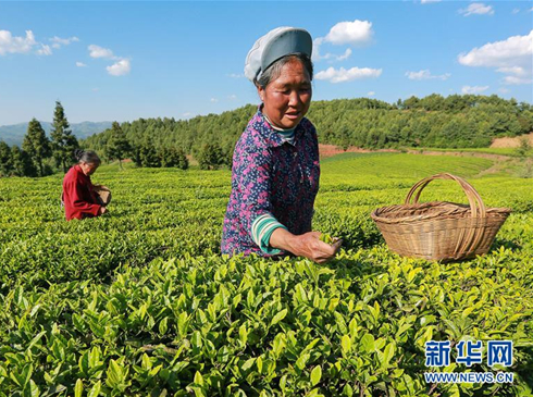 贵州夏茶采摘忙