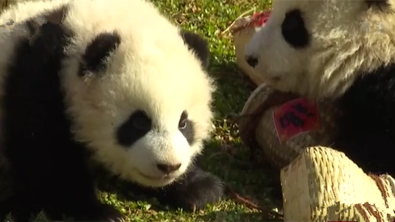 四川：10只大熊猫宝宝集体亮相贺新春