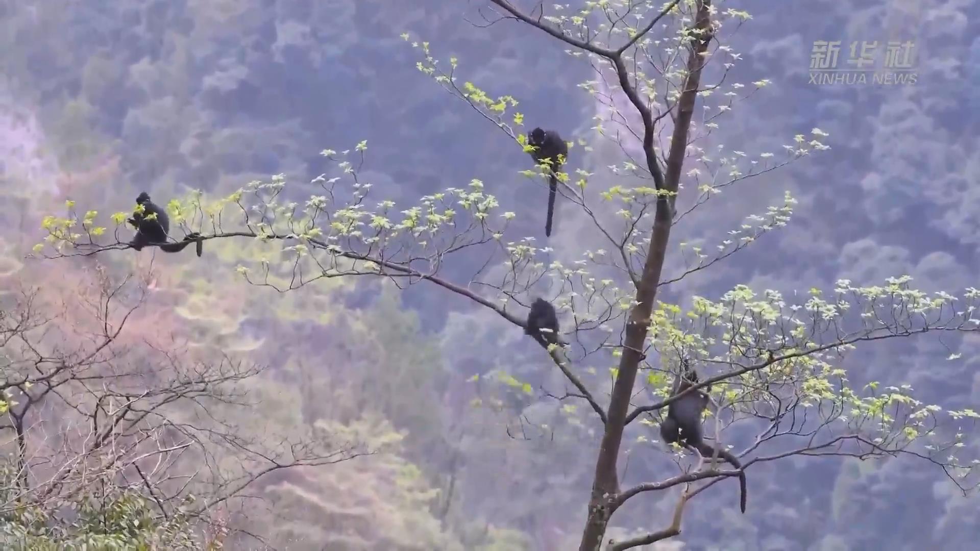 新华全媒+丨国际森林日：春归高山森林 黑叶猴串成“糖葫芦”