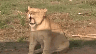 叫停！南非擬禁止圈養獅子供狩獵行為