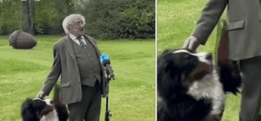 愛爾蘭總統接受採訪 愛犬全程搶鏡