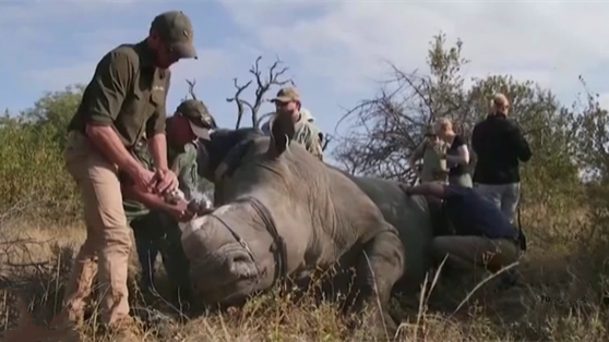 南非人工“割角”保護偷獵者覬覦下的野生犀牛