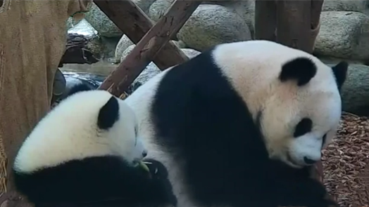 卧龙：DNA建档 给大熊猫“上户口”