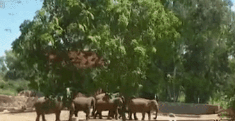 以色列：防空警報響起 母象圍城一圈保護小象