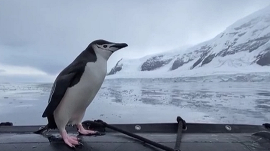 南極洲企鵝搭上游客“順風船”