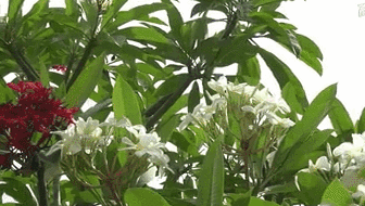 雲南西雙版納：雞蛋花盛開！帶你看看一樹多花的奇觀