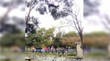 游客宠物狗跑进动物园 吓得小熊猫窜上树
