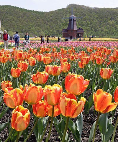 日本北海道百万株郁金香绽放编织花海美景 国际频道 新华网