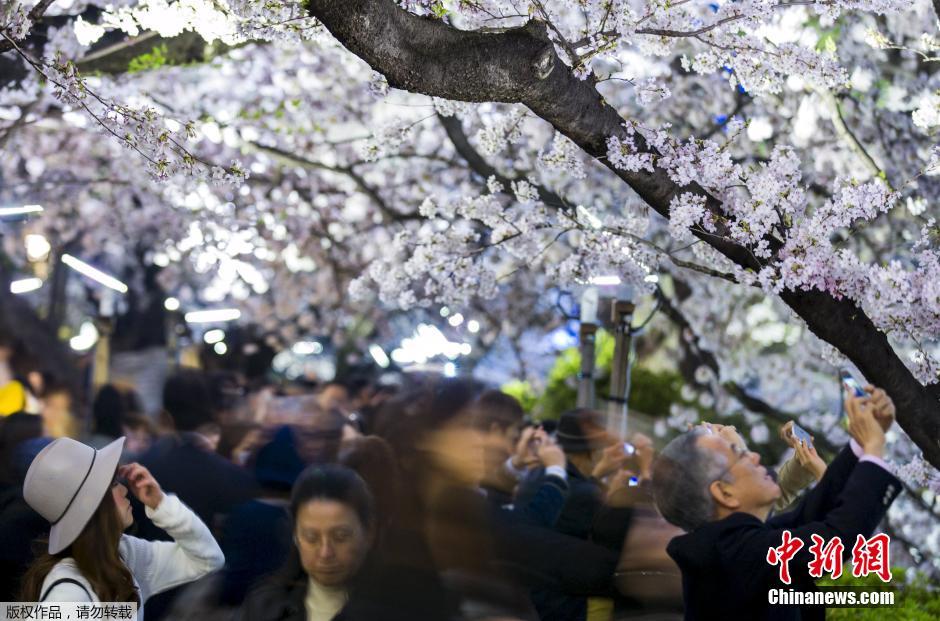 3月31日,在日本东京千鸟渊,大批游客从绽放的樱花下走过.