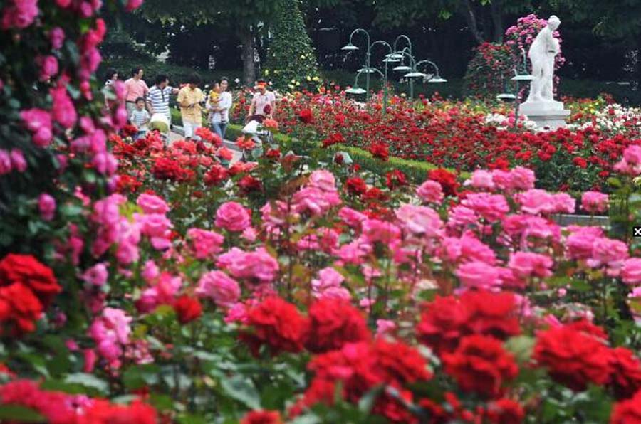 玫瑰花海图片