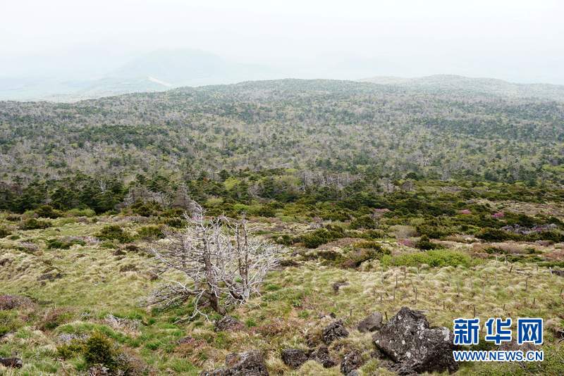 5月14日,汉拿山上海拔1800米左右的高山草甸与灌丛.