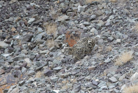 摄影师追踪17天成功捕捉到喜马拉雅山雪豹捕猎岩羊画面(组图)-国际频道