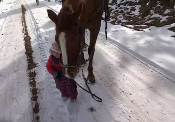 美女童雪地牵马被缰绳绕腿 马儿驻足等候