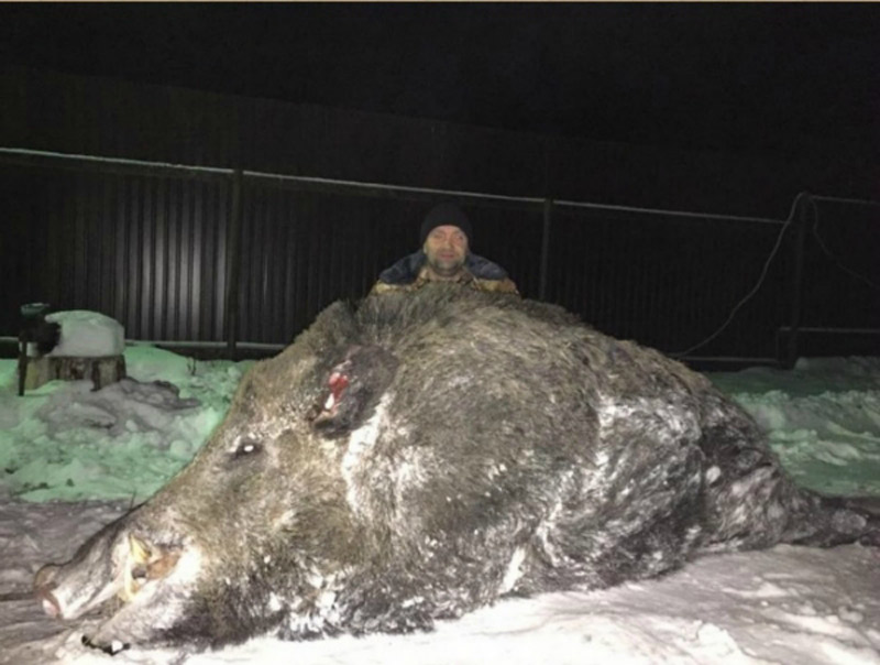 俄罗斯猎人打死超半吨重巨型野猪组图