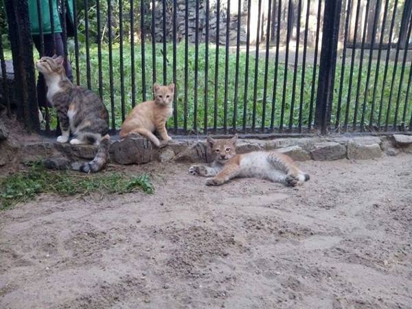 在新西伯利亚动物园,一只母猞猁下了一窝幼崽,其中一只幼崽由于生来