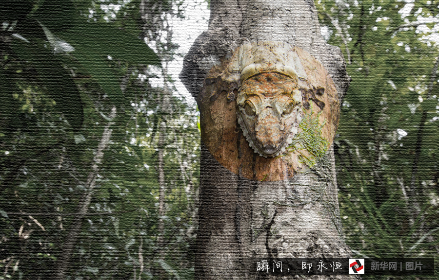 近在咫尺却看不到大自然中神奇的隐身动物高清组图