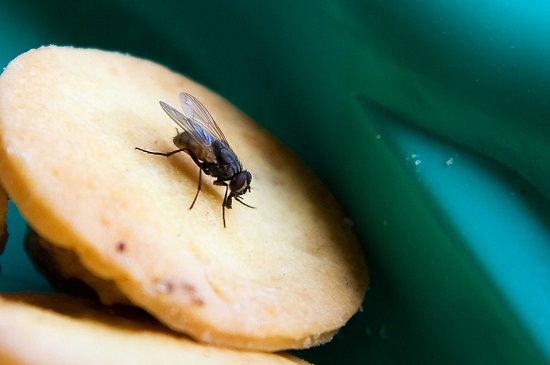 苍蝇碰过的食物要扔掉吗?澳科学家:没必要