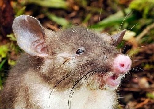 老鼠长着猪鼻子被命名猪鼻鼠 盘点因杂交长相奇特的动物