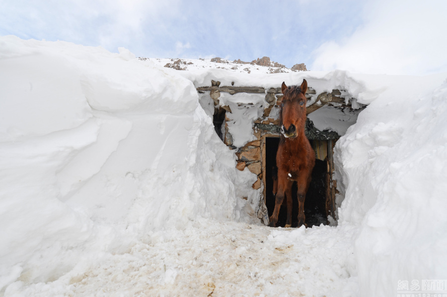 土耳其大雪淹没房屋 民众"挖地道"出行(组图)