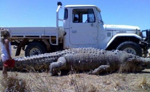 10 世界上最大的鳄鱼