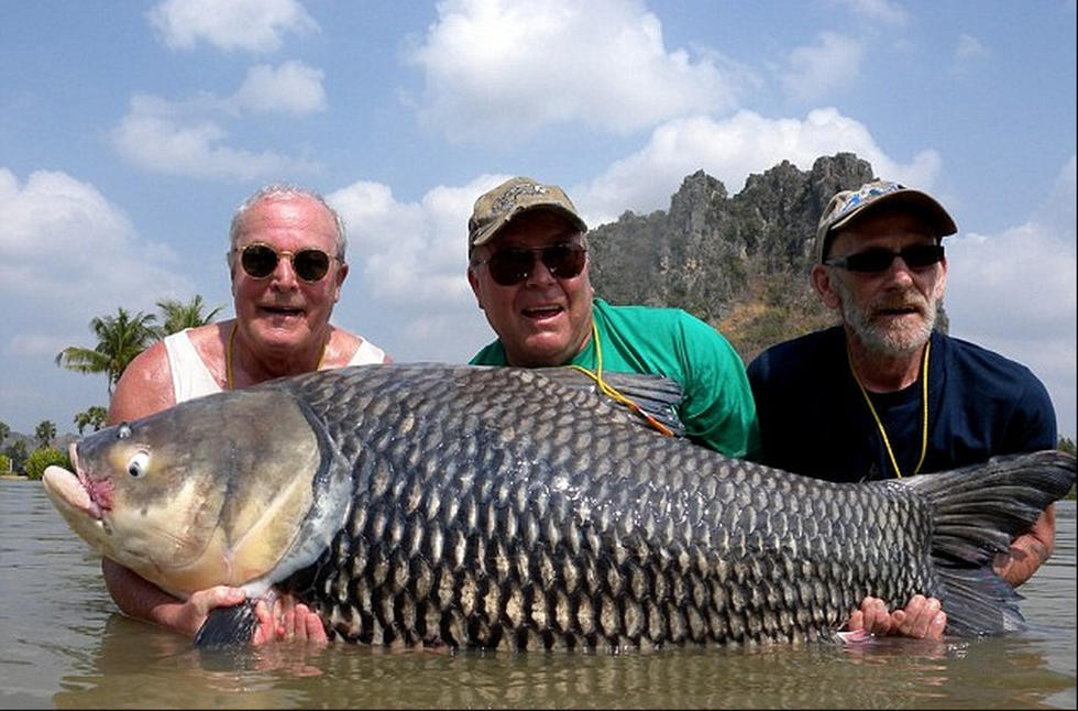 泰国天然湖泊盛产巨型鲤鱼 重达200斤