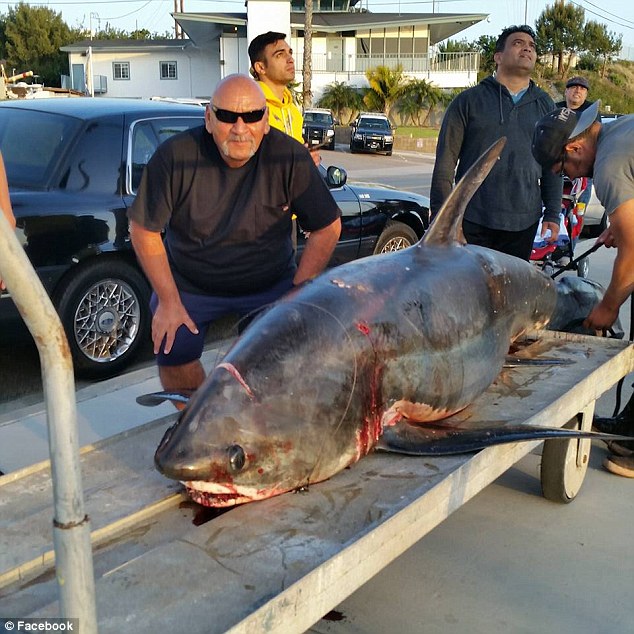 美渔夫加州海域捕获6米长深海巨鲨组图