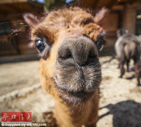 南非夫妇辞职卖家产开启环球旅行专拍动物大头照 组图 新华网