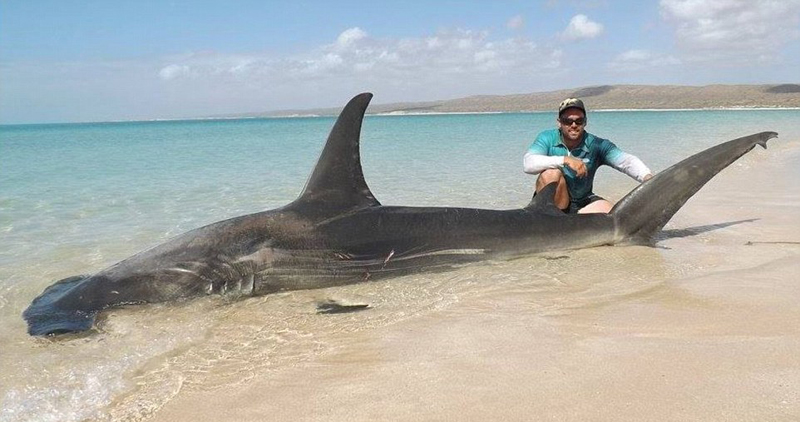 澳大利亚两渔民捕获10头巨型虎鲨(组图)