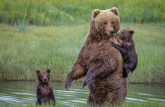 高清：熊妈妈背怕水熊宝宝过河 画面暖心