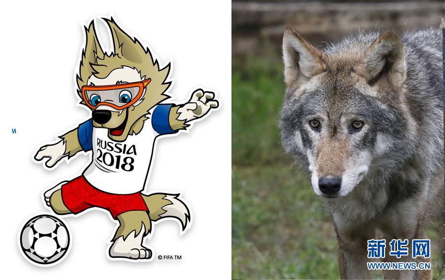 左图:2018年俄罗斯世界杯足球赛吉祥物,西伯利亚平原狼"扎比瓦卡"
