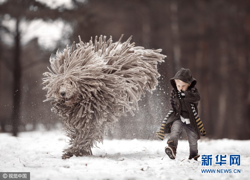 俄罗斯牧羊犬雪地撒欢秒变 拖把 组图 新华网