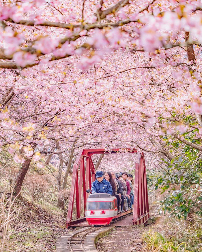 日本樱花盛开 粉色花海吸引大批游客