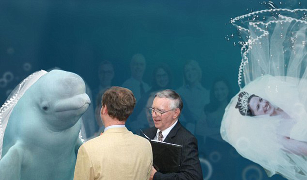 可爱 美白鲸水族馆婚礼现场 凑热闹 抢镜新婚夫妇 组图 新华网