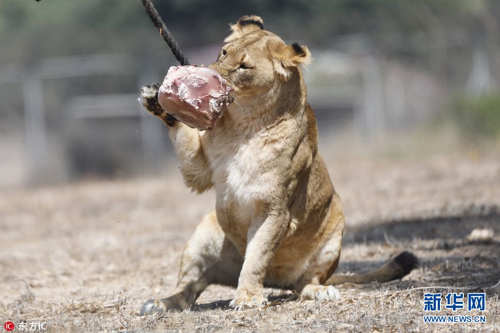 以色列50度高温天气 动物园狮子啃冰镇肉消暑