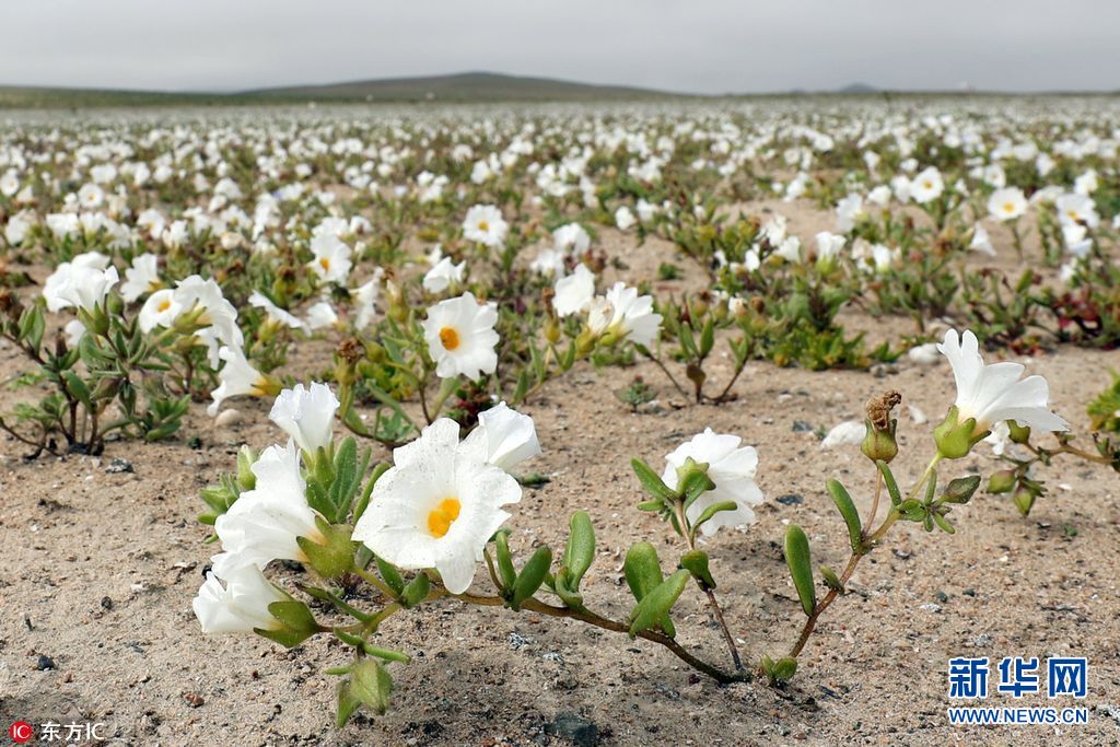 荒漠成花海 世界最干燥沙漠雨水充足花开遍地 组图 新华网