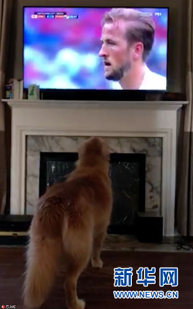 金毛犬电视机前看世界杯 进球时又蹦又叫激动