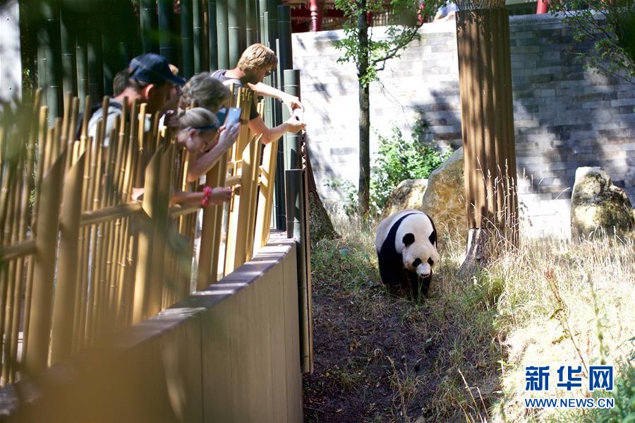 （国际·图文互动）（3）旅荷大熊猫宝宝取名“梵星”