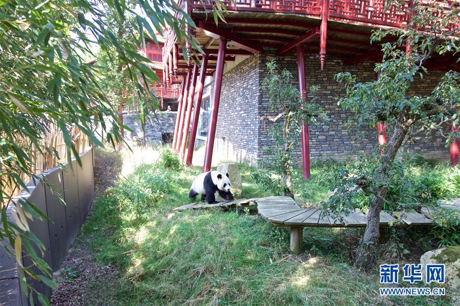 （国际·图文互动）（4）旅荷大熊猫宝宝取名“梵星”