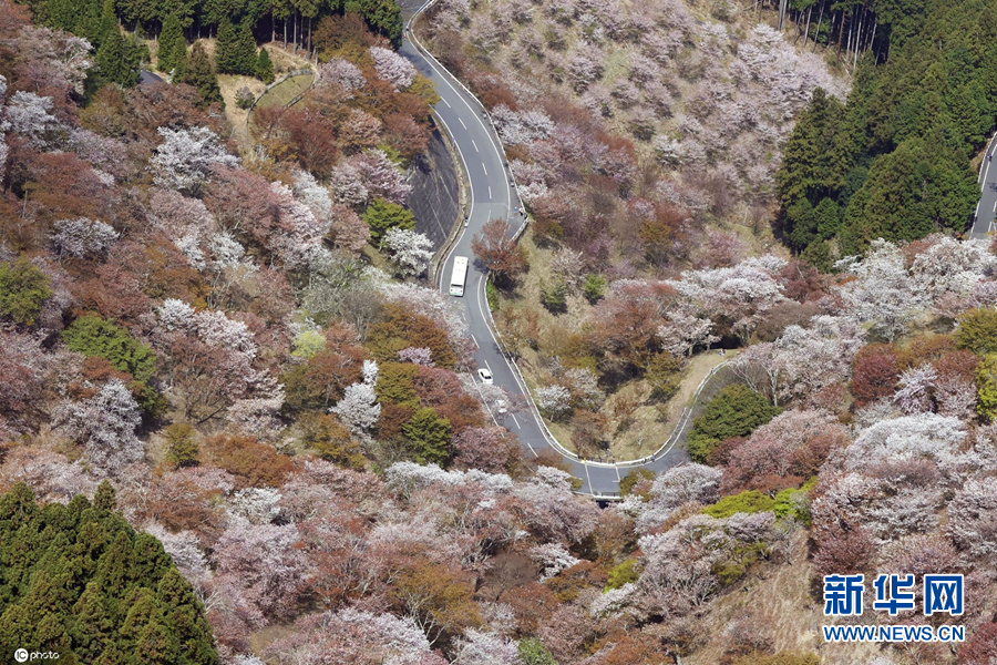 日本奈良吉野山樱花盛放-新华网